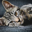 Blissful Dreams: A Lofi Night Mood for Pets cover