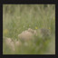 Louise De Lune - Forest Lullaby