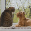 Rainy Pet Pals: Soothing Sounds for Your Furry Friends cover