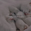 50 Meditation Sounds For Cats cover