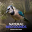 Natural Bird Sounds cover