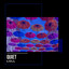 # 1 Album: Quiet Lull cover