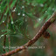 Rain Sound Better Relaxation Vol. 1 cover