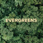 Evergreens cover