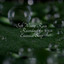 Soft Winter Rain Recordings for Essential Sleep cover