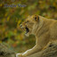 Subhah Agarwal - Afraid of D**k