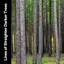 Lines of Straighter Darker Trees cover