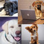 Feelings for Doggy and Cat cover