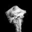 IL FALLAIT CRIER cover