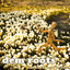 Seeds — Dancehall Credentials (Instrumental) cover art