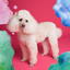 Calming Pup (Number One) cover