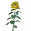 Hector's Sunflower