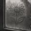 AVONROSE(nz) - Always Sunflowers