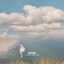 Ease cover