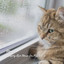 Music: Sleeping Rain Music for Pets Vol. 1 cover
