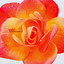 Raksha Ma cover