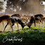 Creatures cover