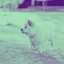 Dream-Like Backdrop for Doggy Anxieties cover