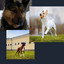 Wondrous Quartet Jazz - Background for Happy and Funny Dogs cover