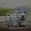 50 Stress Relieving Sounds for Deep Sleep For Dogs cover