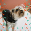 Music for Soothing Dogs - Vibrant Chill Out cover