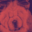 Playful Piano Bossa Duo - Background for Beloved Puppy cover