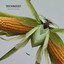 Maximal Techno cover art