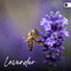 Lavender cover