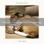 Interesting Leaves Sounds For Home Dogs cover