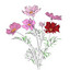 Cosmos, My Dear