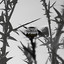 Lacrimas Profundere - Nevermore