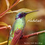Light Rain Distant Birds cover