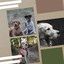 Comfy Dogs (Friendly) cover