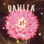 Dahlia