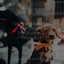Soothing Sounds For Dogs | Meditation & Relaxation cover