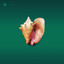 Conch cover