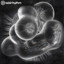 Will Donato - Forever Lasting - Catalyst