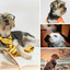 Backdrop for Chill Pooches - Trumpet Jazz cover
