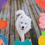 Backdrop for Sleepy Pups cover