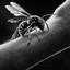 . - WASP Customer Service - Westside Pest Control