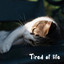 tired of life cover