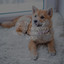 50 Tracks for Stress Relieving Stress Reliefs For Dogs cover