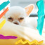 Lovely Bgm for Training Your Puppy cover