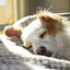 Calming Music for Dogs