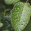 30 Vitalizing Sounds of Rain in the Wonderfulness cover