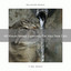 All Waves Noises Especially For Your Dear Cats cover