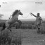 The Fly Fisherman and the Trout cover