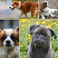 Artistic Jazz with Strings - Background for Keeping Your Doggy Entertained cover