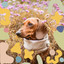Music for Grooming Your Pup - Serene Glockenspiel Music cover