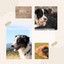 Tasteful Music for Relaxing Your Dog - Trumpet Solo cover